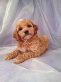 Male Cockapoo Puppy for sale #24 DOB February 26th, 2013|Iowa Cockapoo breeders with puppies ready in 2013